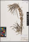 Foto von Salix eleagnos subsp. angustifolia (Cariot) Rech. f.